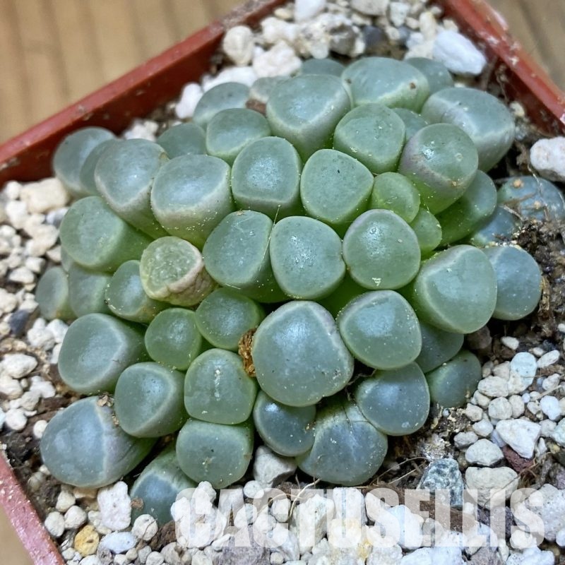SH34211 Fenestraria aurantiaca PV 611 -Alexander Bay-