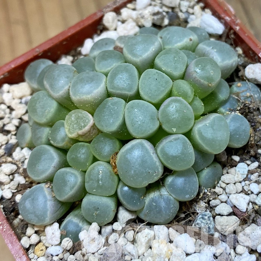 SH34211 Fenestraria aurantiaca PV 611 -Alexander Bay-