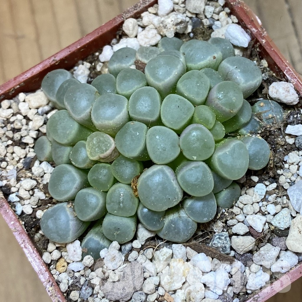 SH34211 Fenestraria aurantiaca PV 611 -Alexander Bay- – Image 2