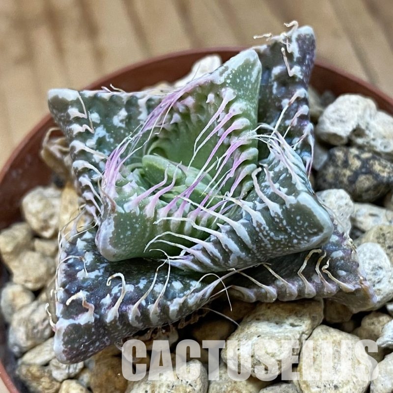 SH34212 Faucaria tuberculosa, seedling -Japan-