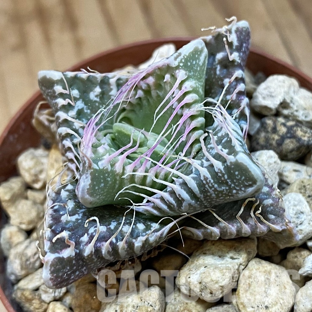 SH34212 Faucaria tuberculosa, seedling -Japan-