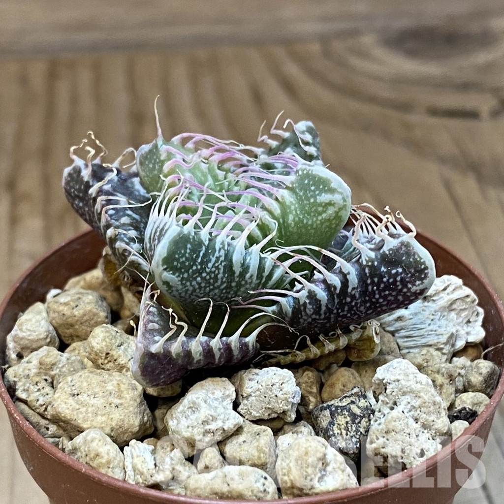SH34212 Faucaria tuberculosa, seedling -Japan- – Image 2