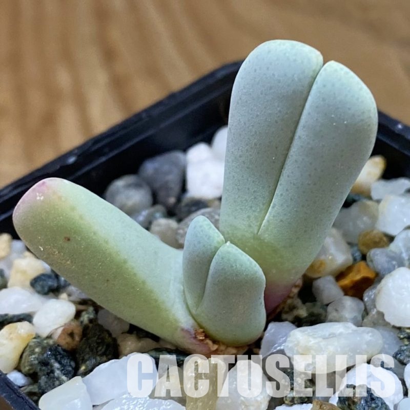SH34198 Cheiridopsis derenbergiana PV 436