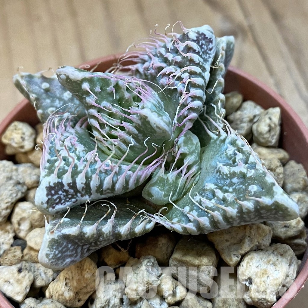SH34213 Faucaria tuberculosa, seedling -Japan- - Image 2