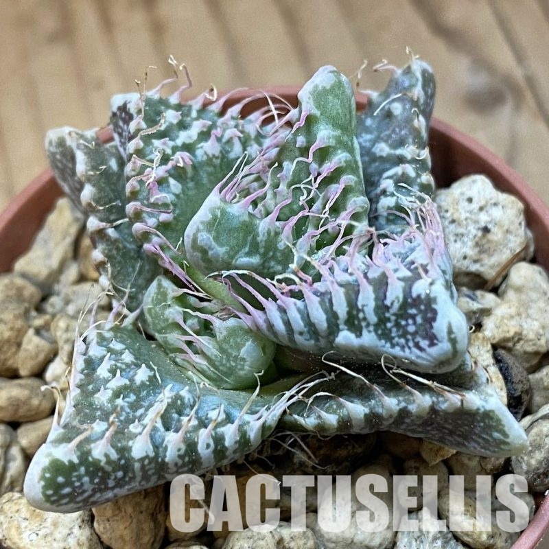 SH34213 Faucaria tuberculosa, seedling -Japan-