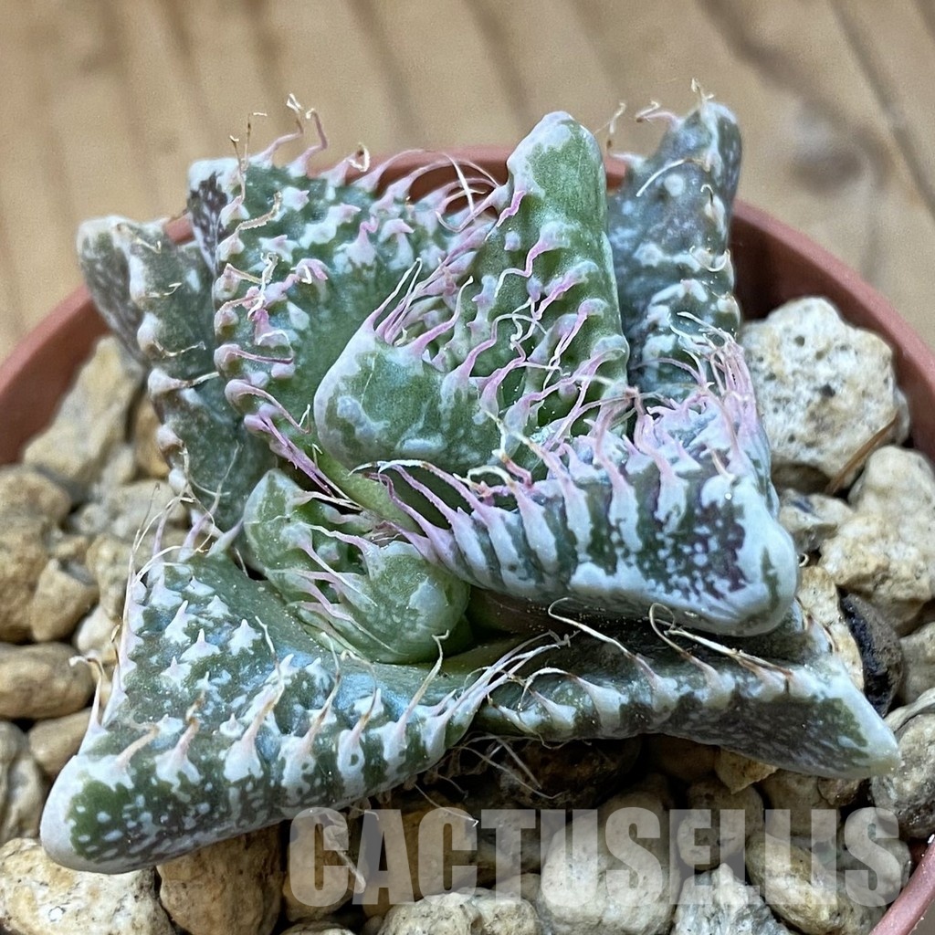 SH34213 Faucaria tuberculosa, seedling -Japan-