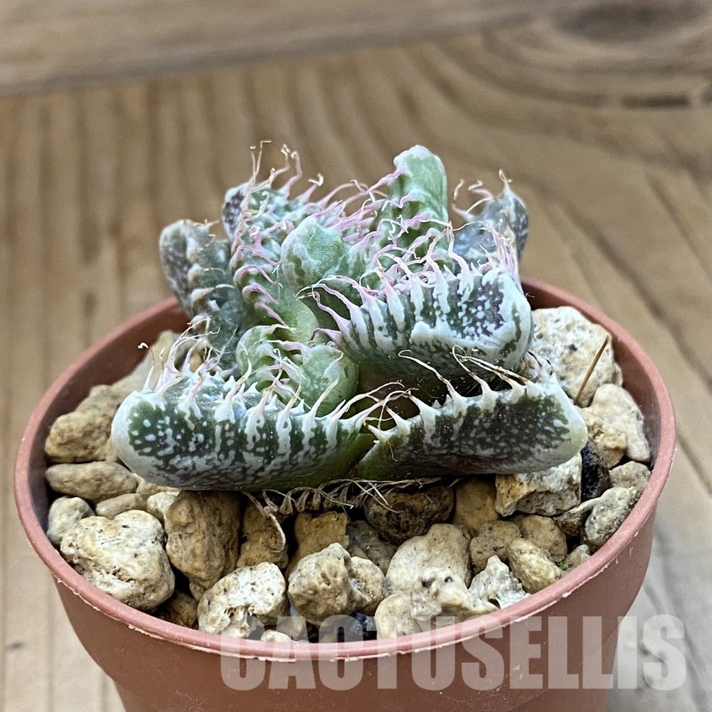 SH34213 Faucaria tuberculosa, seedling -Japan- - Image 3