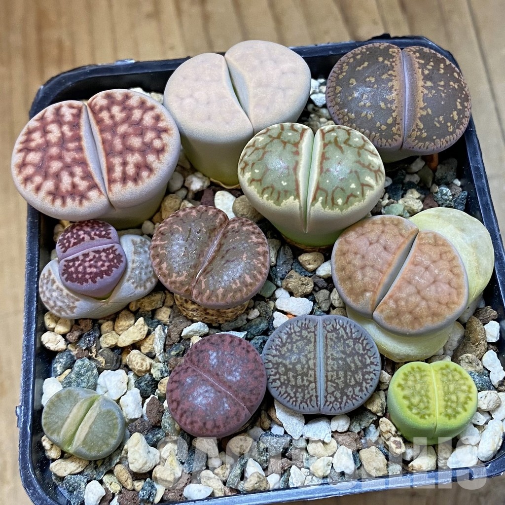 SH34214 Lithops mix