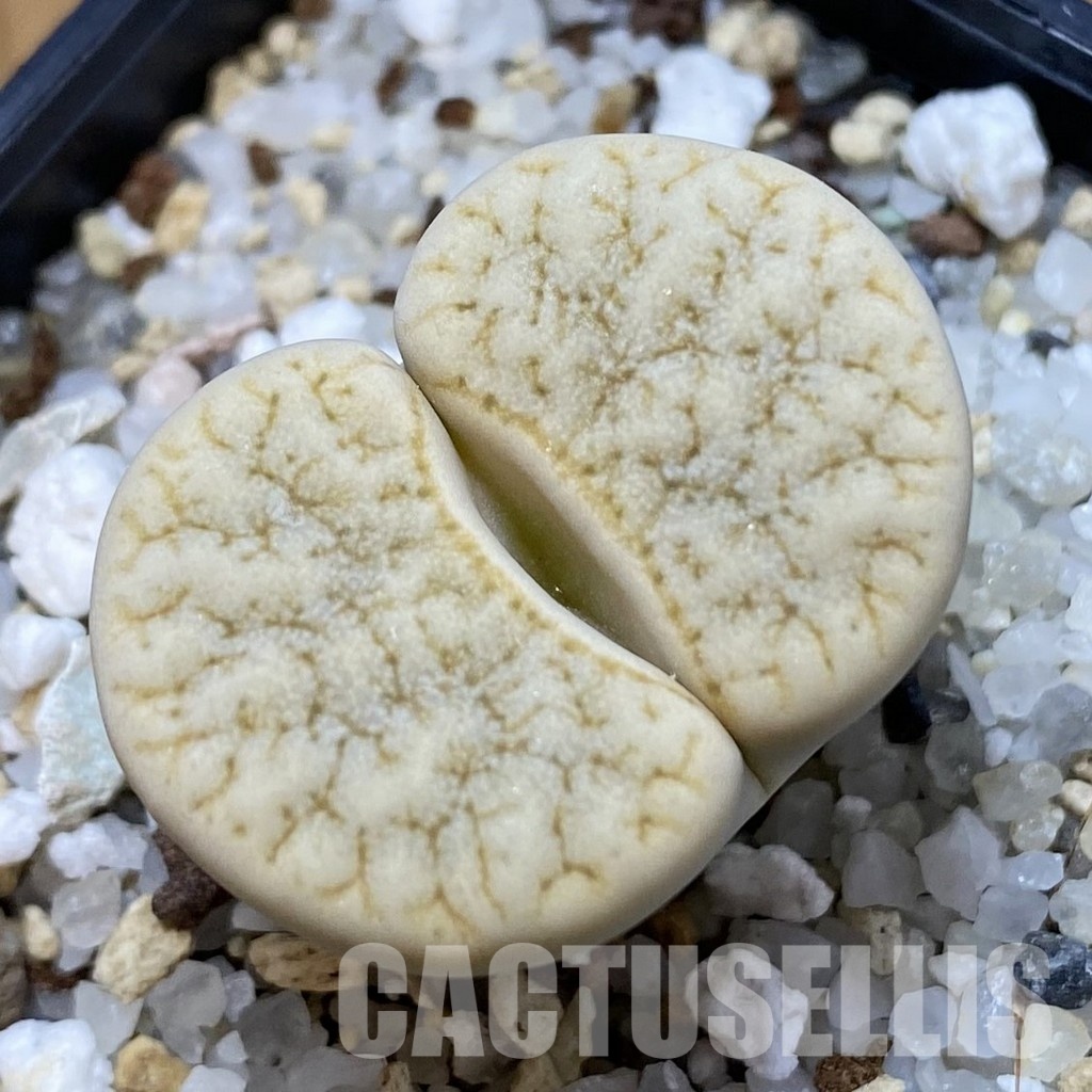 SH34215 Lithops gracilidelineata v. waldroniae C 189