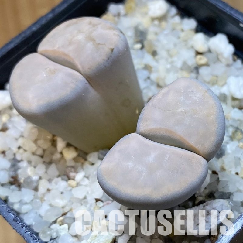 SH34216 Lithops karasmontana v. opalina