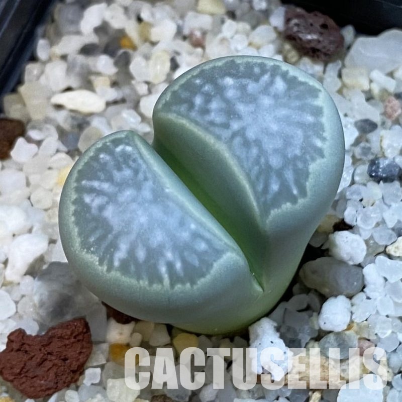 SH34217 Lithops marmorata