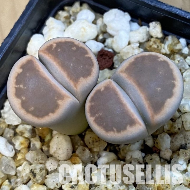SH34219 Lithops karasmontana ssp. bella ‘Ironstone’