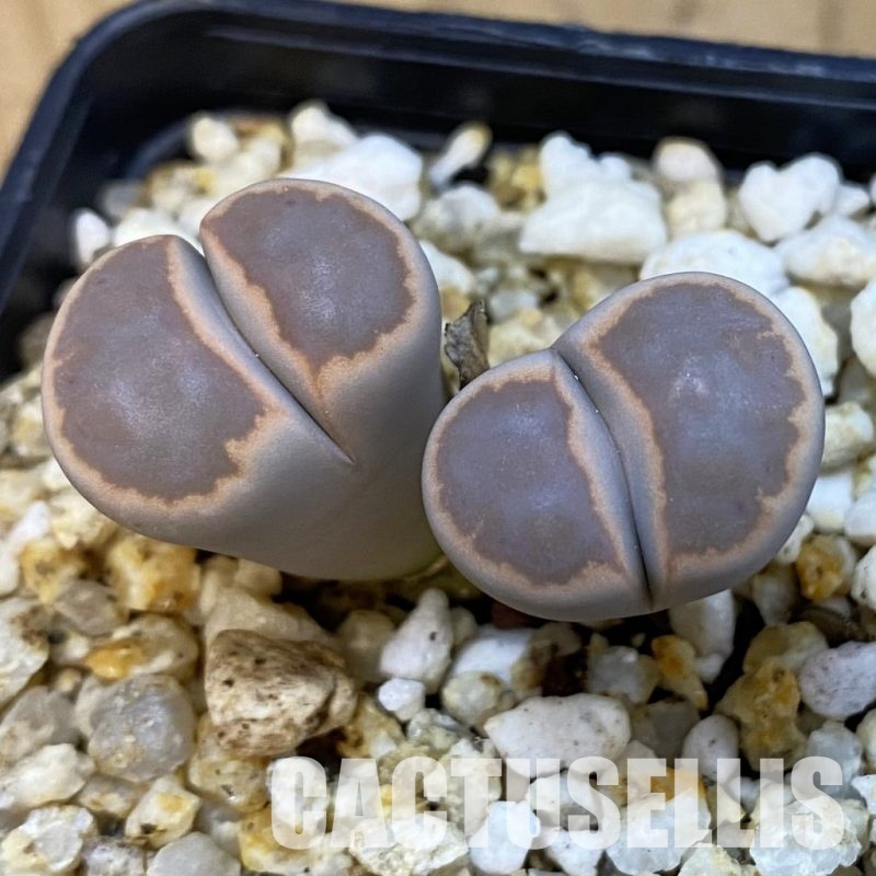 SH34220 Lithops karasmontana ssp. bella ‘Ironstone’