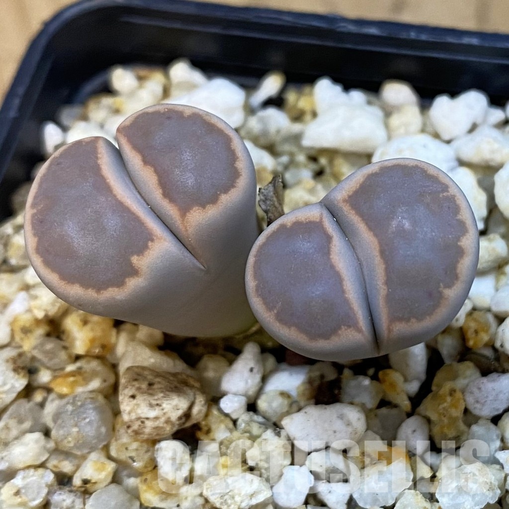 SH34220 Lithops karasmontana ssp. bella ‘Ironstone’