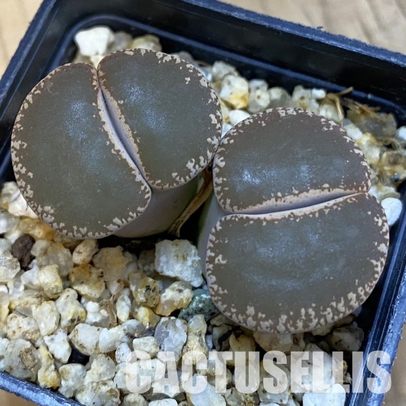 SH34221 Lithops lesliei v. maraisii