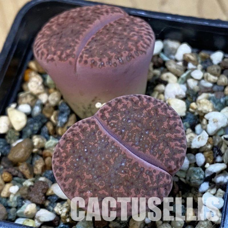 SH34223 Lithops bromfieldii ‘Embers’
