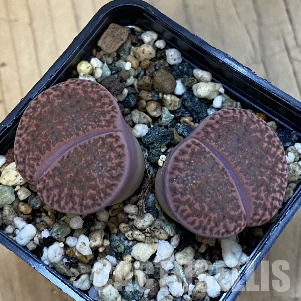 SH34223 Lithops bromfieldii ‘Embers’ - immagine 2
