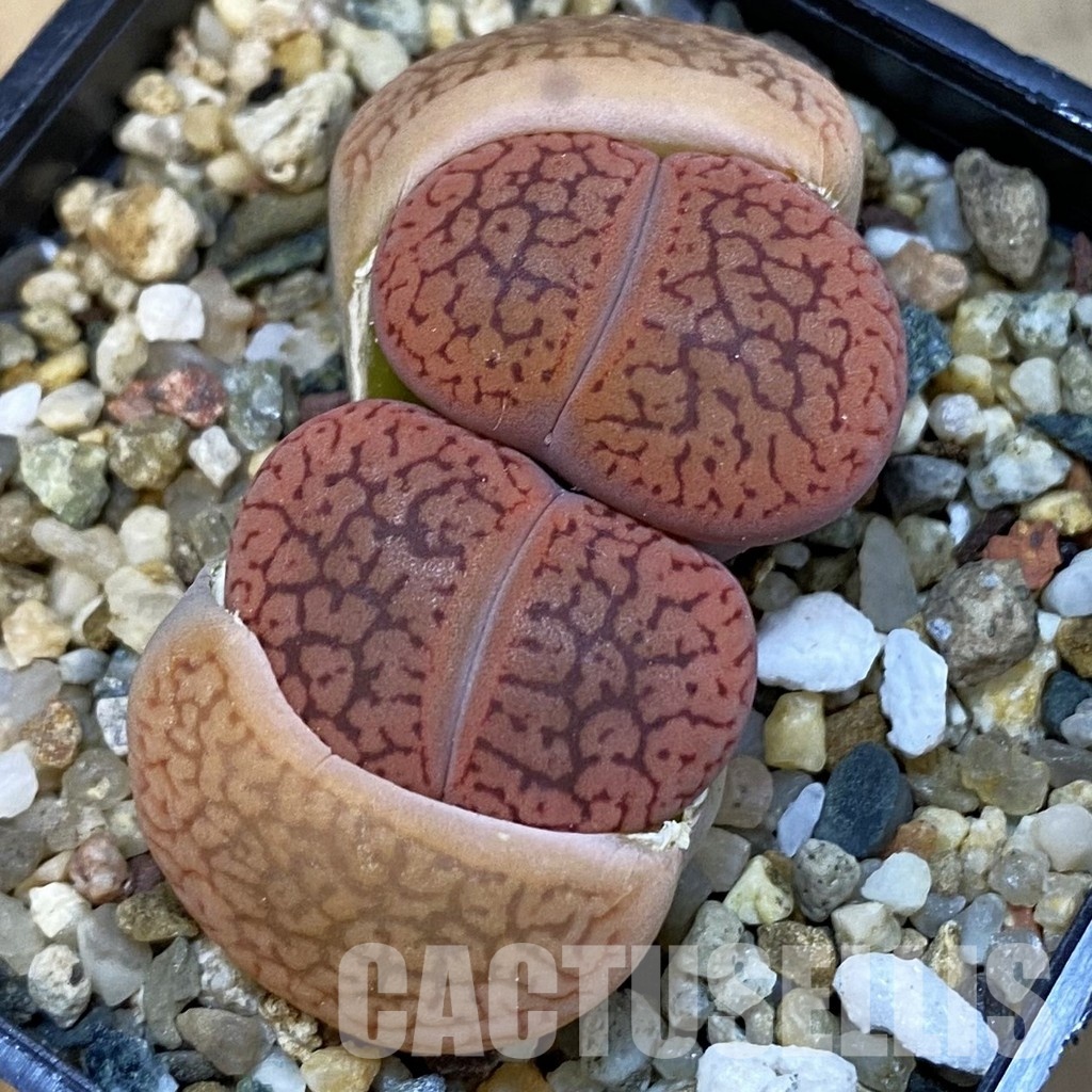 SH34224 Lithops aucampiae v. koelemanii