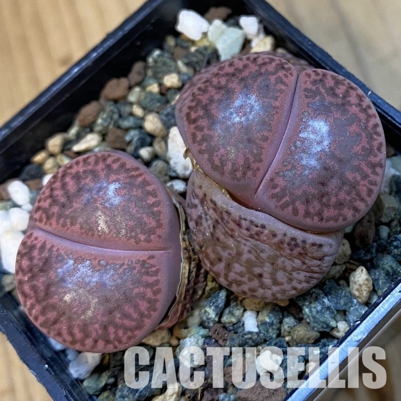 SH34225 Lithops bromfieldii ‘Embers’