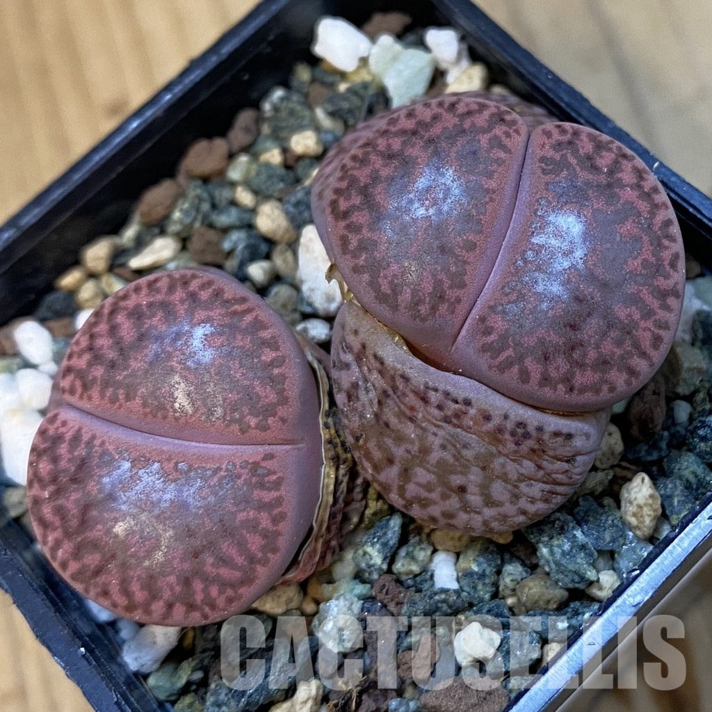 SH34225 Lithops bromfieldii ‘Embers’