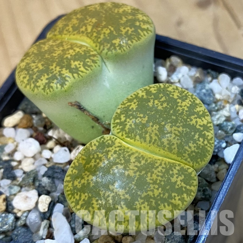 SH34226 Lithops lesliei v. albinica