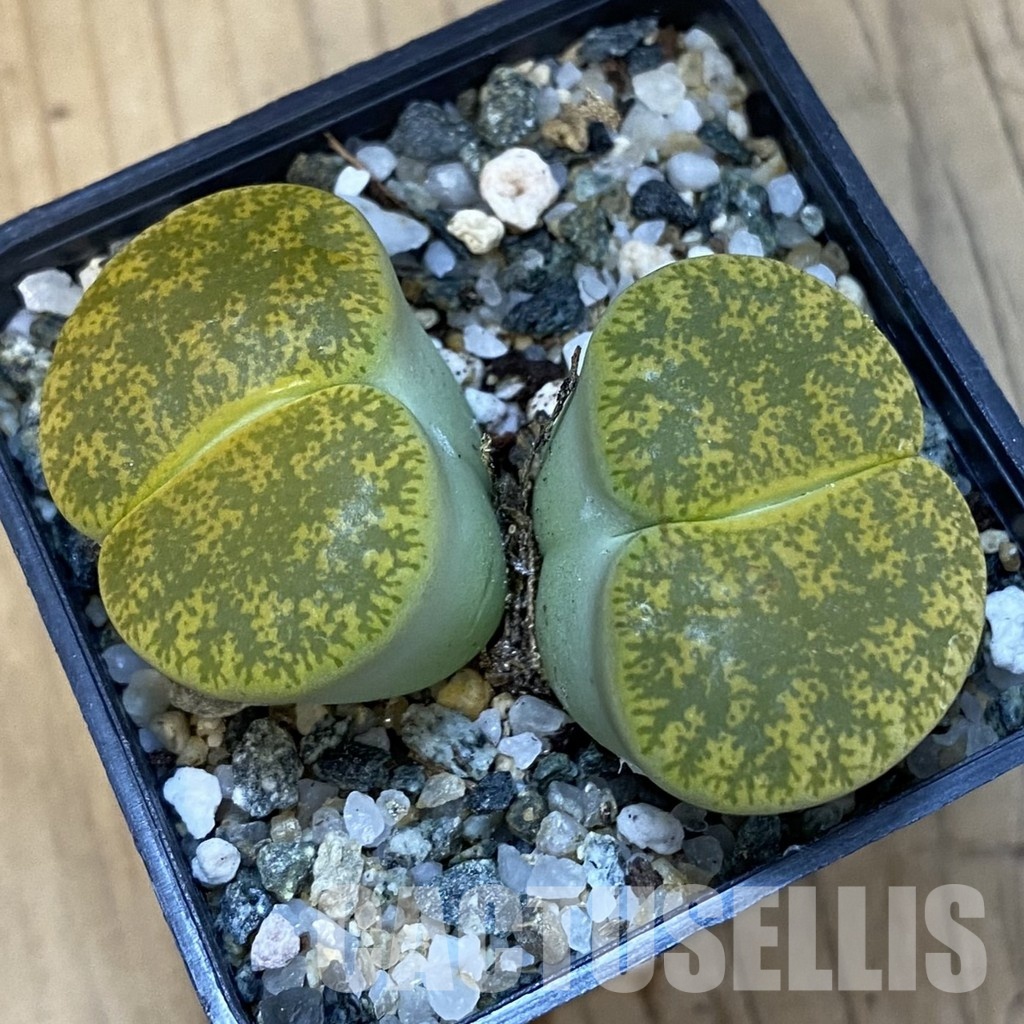 SH34226 Lithops lesliei v. albinica - immagine 2