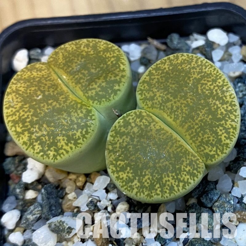 SH34228 Lithops lesliei v. albinica C036A
