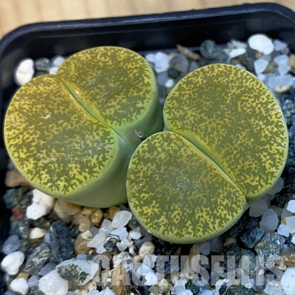 SH34228 Lithops lesliei v. albinica C036A