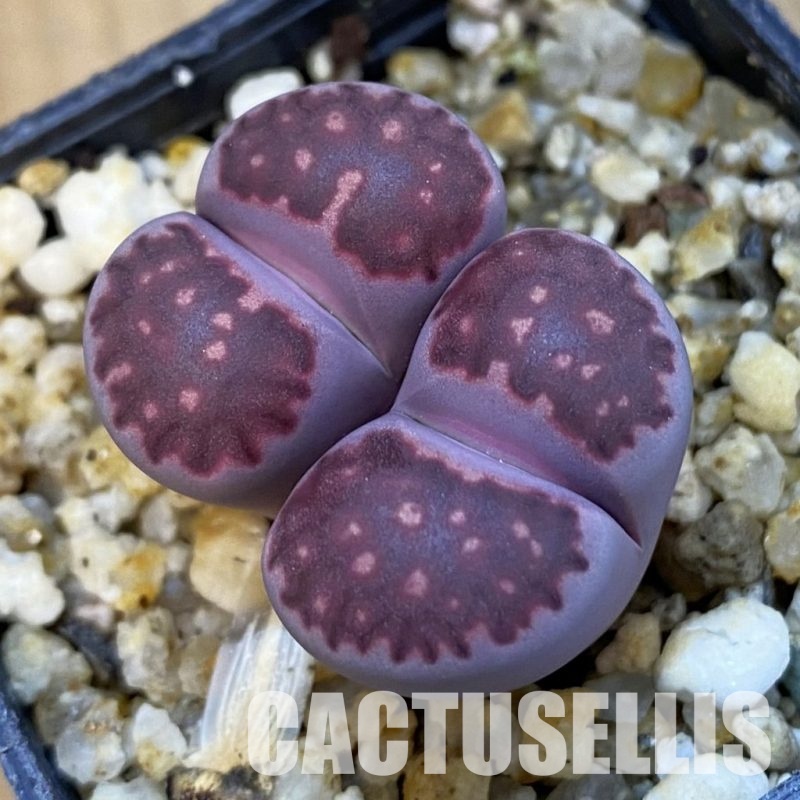 SH34229 Lithops salicola ‘Sato’s Violet’ hybrid