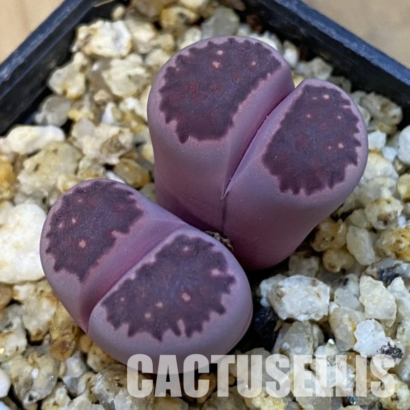 SH34230 Lithops salicola ‘Sato’s Violet’ hybrid
