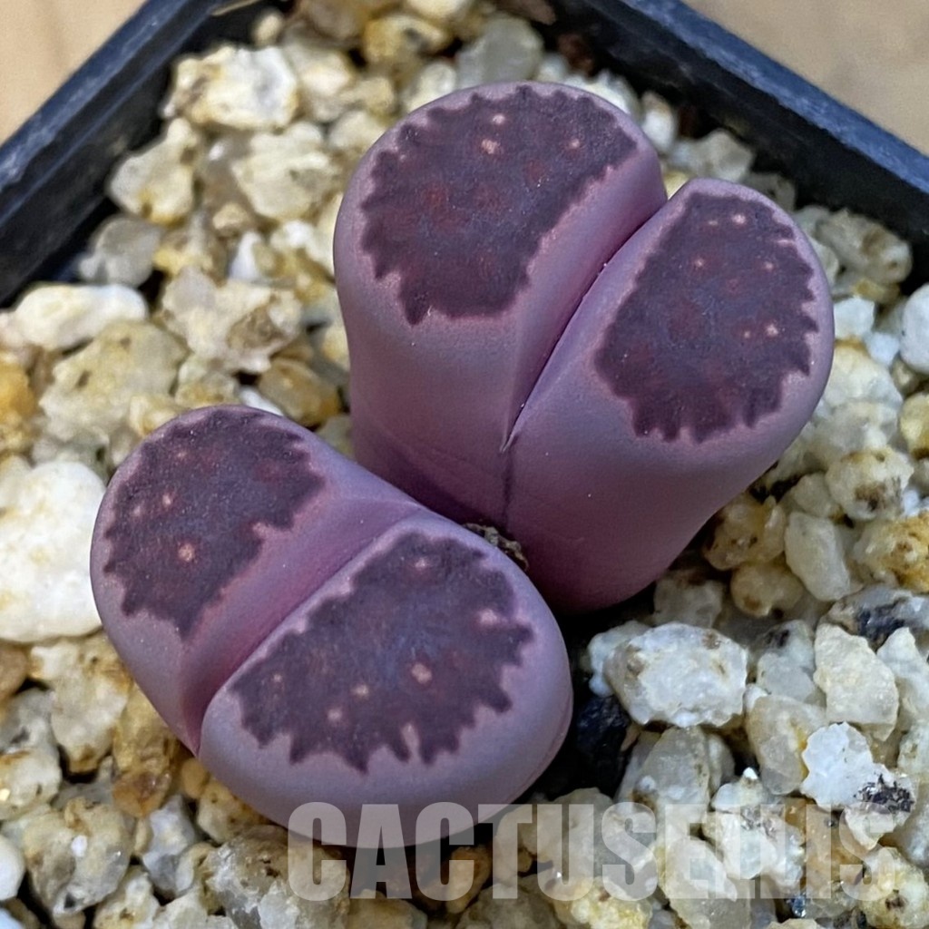 SH34230 Lithops salicola ‘Sato’s Violet’ hybrid