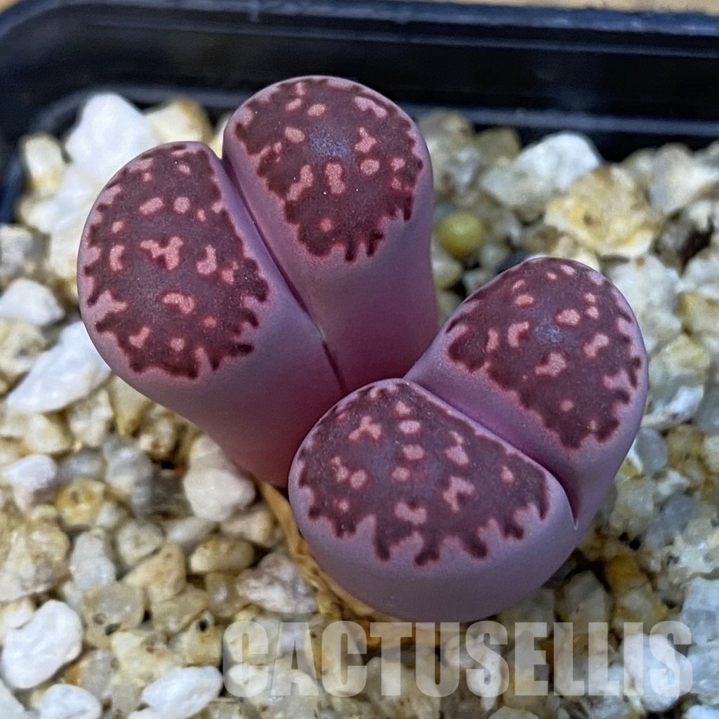 SH34231 Lithops salicola ‘Sato’s Violet’ hybrid