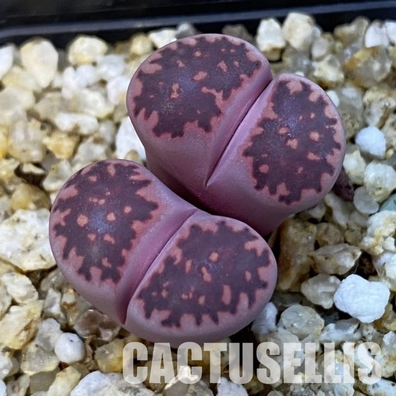 SH34232 Lithops salicola ‘Sato’s Violet’ hybrid