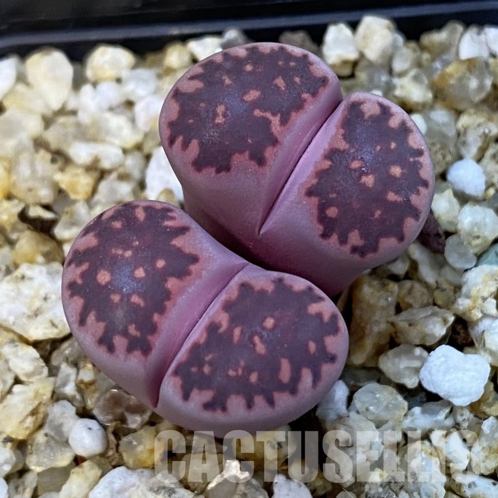 SH34232 Lithops salicola ‘Sato’s Violet’ hybrid