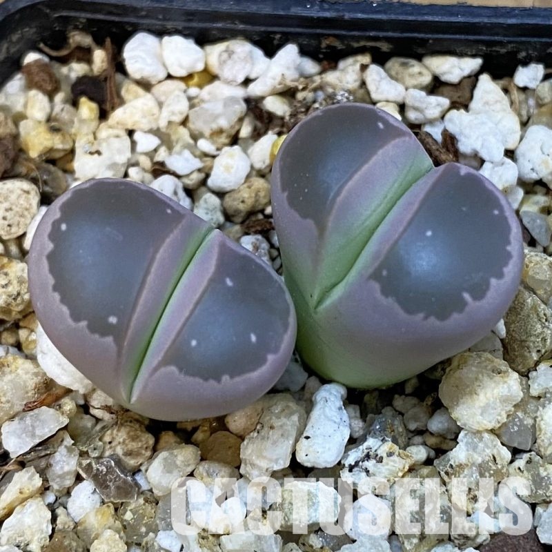 SH34233 Lithops olivacea
