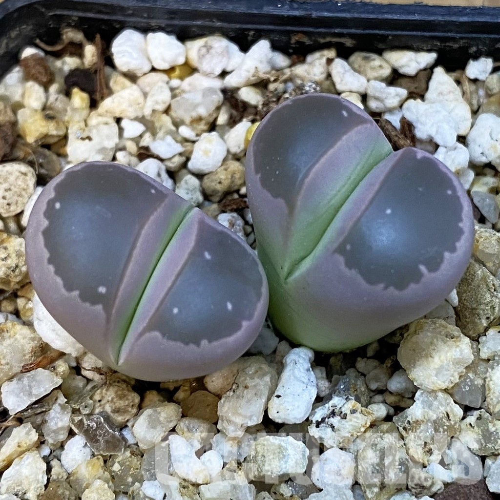 SH34233 Lithops olivacea