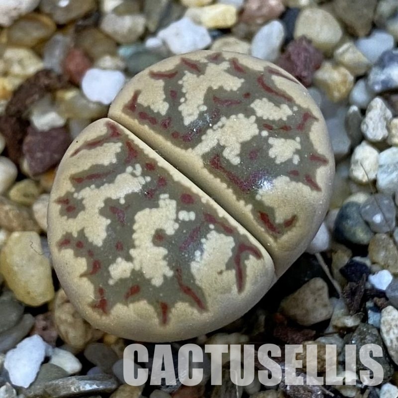 SH34234 Lithops dorotheae