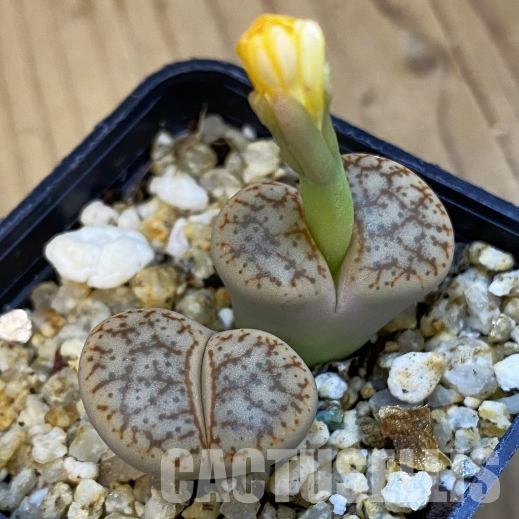 SH34235 Lithops pseudotruncatella