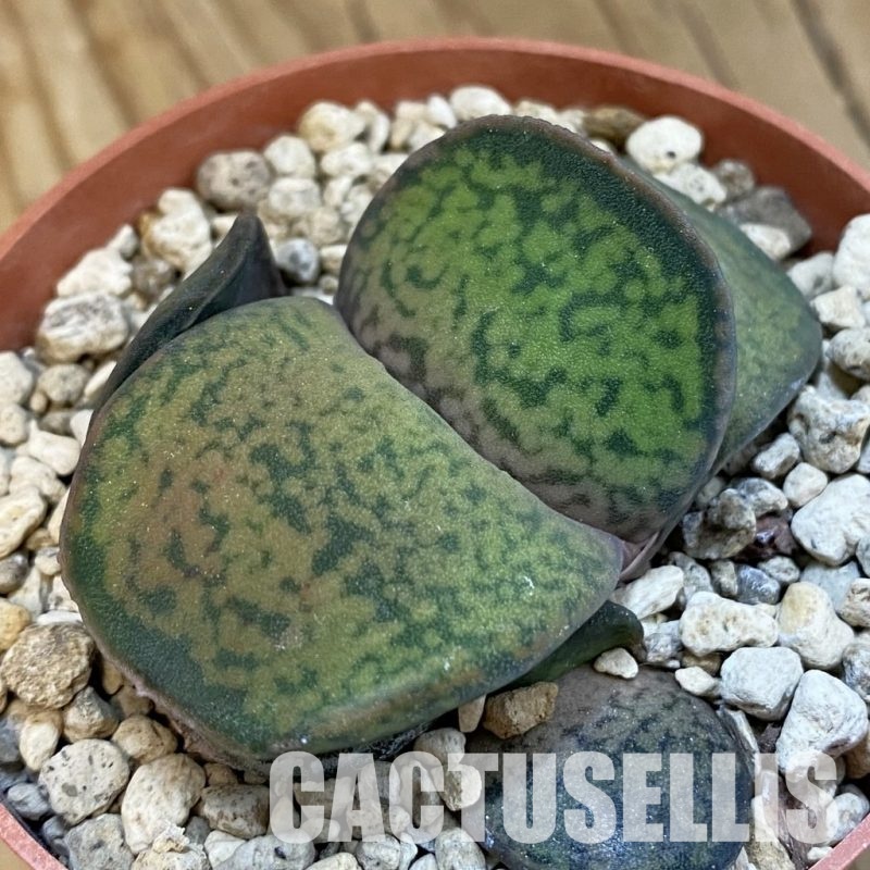SH34317 Gasteria brachyphylla v. bayeri