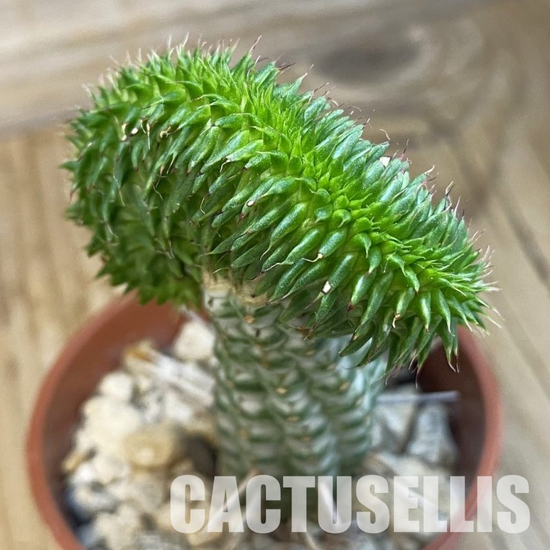 SH34319 Euphorbia susannae f. cristata, grafted