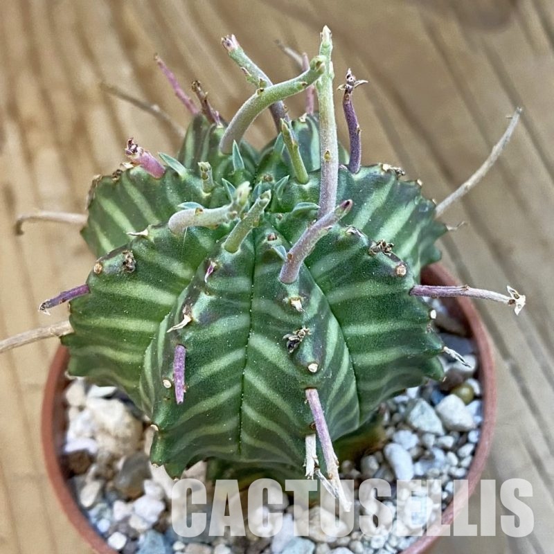 SH34321 Euphorbia valida
