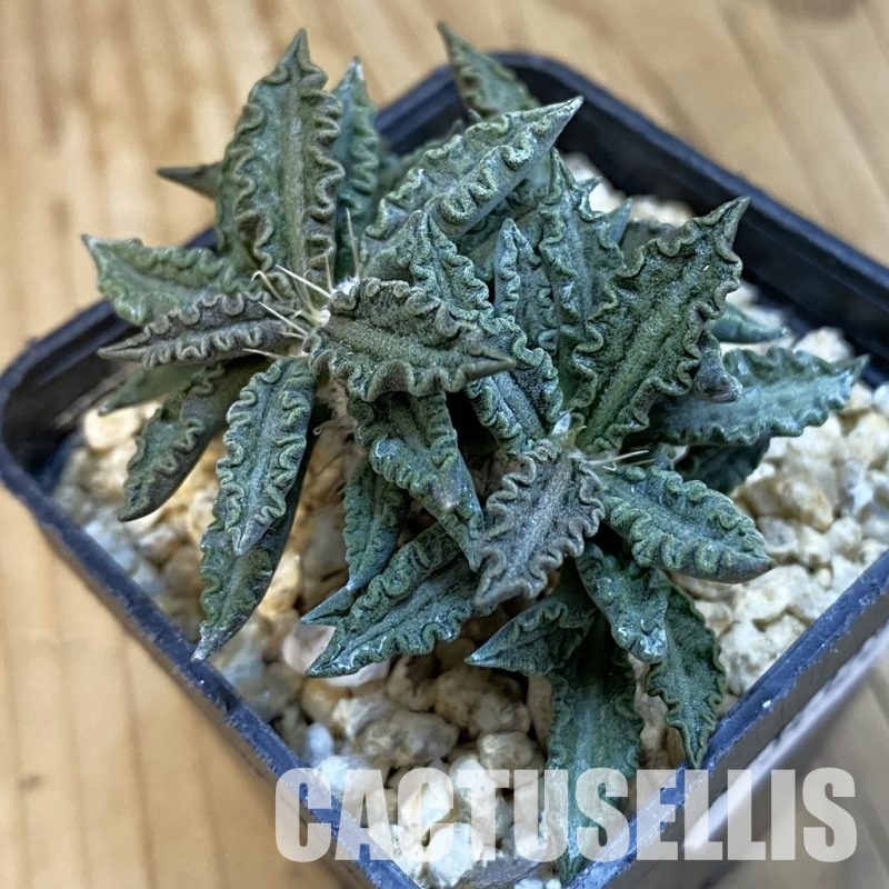 SH34322 Euphorbia tulearensis