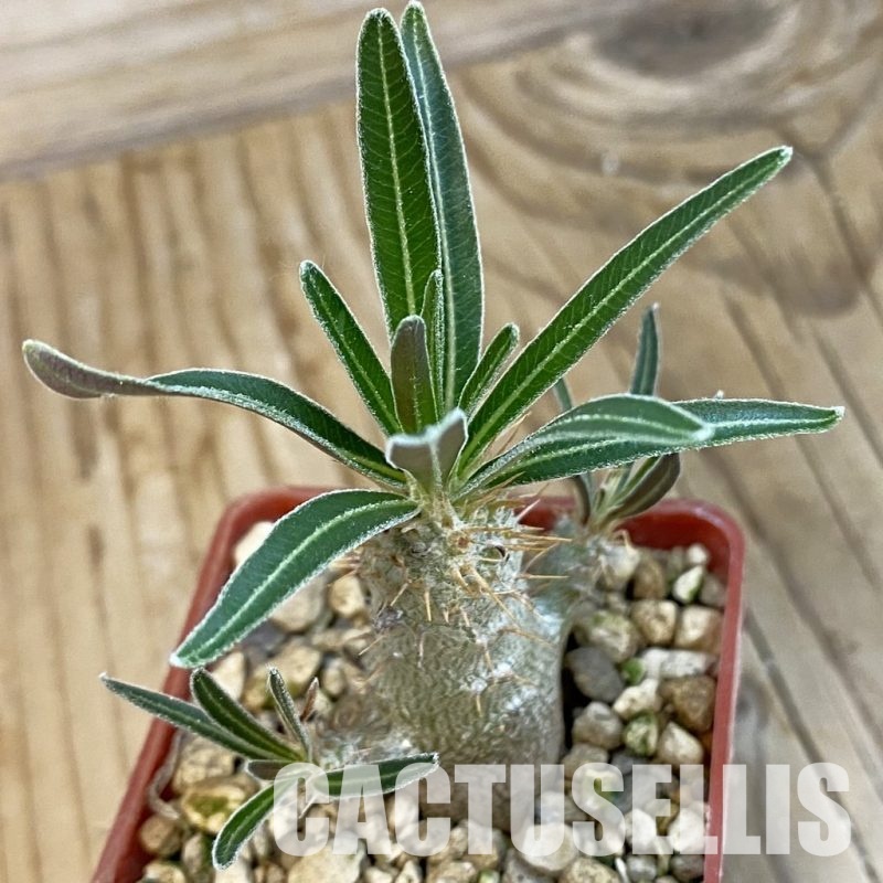 SH34323 Pachypodium rosulatum ssp. gracilius PV1823