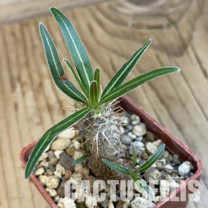 SH34324 Pachypodium rosulatum ssp. gracilius PV1823