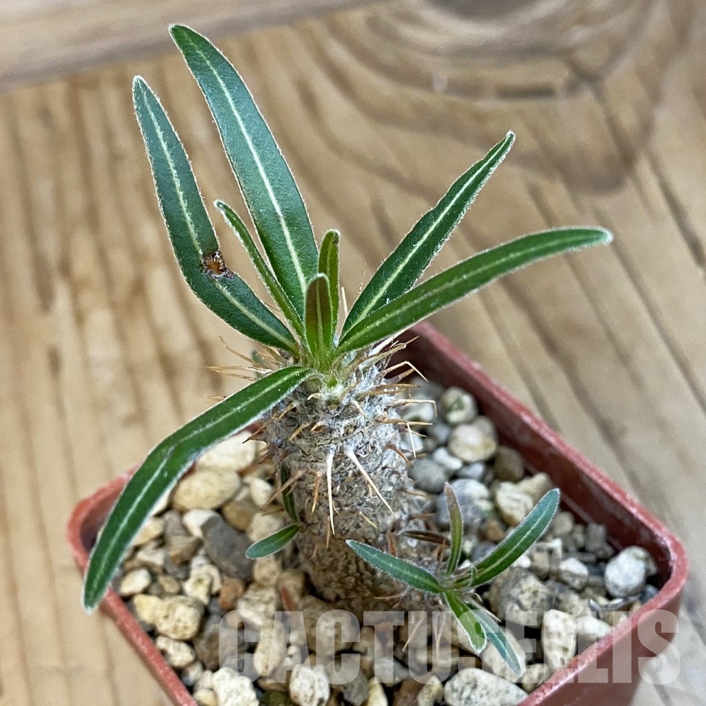 SH34324 Pachypodium rosulatum ssp. gracilius PV1823