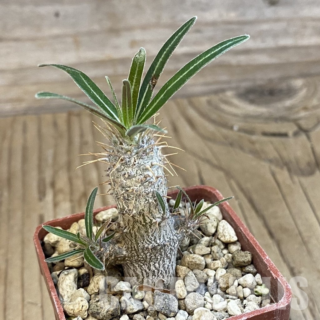 SH34324 Pachypodium rosulatum ssp. gracilius PV1823 – Bild 2