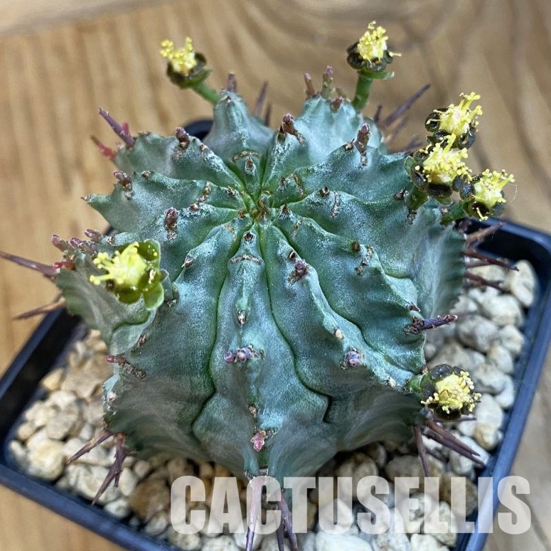 SH34325 Euphorbia horrida -Japan-