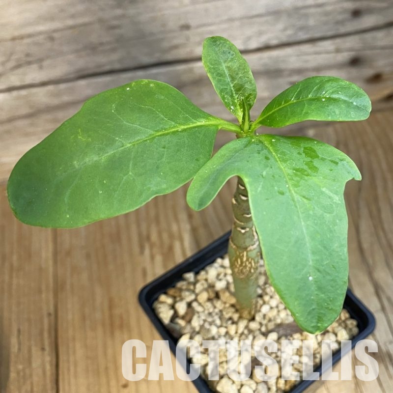 SH34328 Euphorbia aff. goetzei