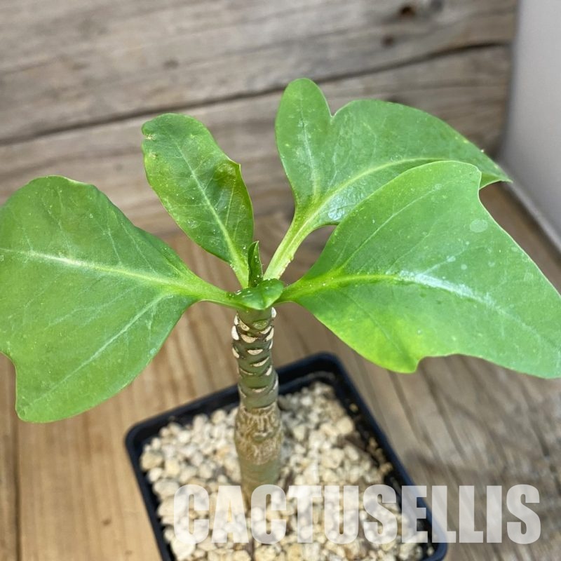 SH34329 Euphorbia aff. goetzei