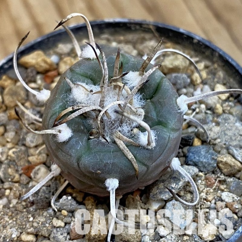 SH34288 Turbinicarpus polaskii SB269